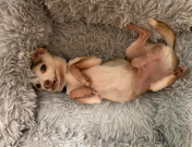 Simon the dog snuggled in his bed.