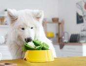 Dog looking at a bowl of vegetables