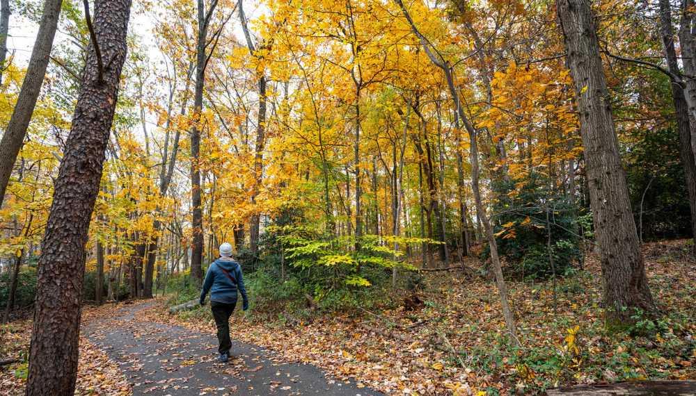Image of the back of a woman walking on a forested path. It's fall and the there are yellow leaves on the trees