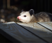 Image of an opossum in the dark 