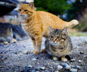 Image of a gray and orange tabby cats outdoors