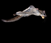 Image of a flying squirrel flying in the air with a black background