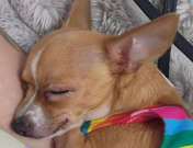 small Chihuahua sleeping