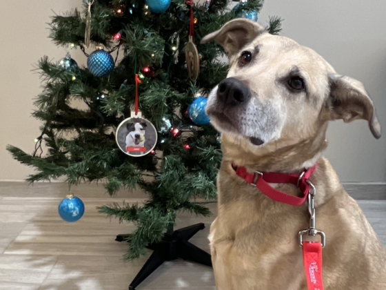 Adoptable dog Bandit in front of the Giving Tree.