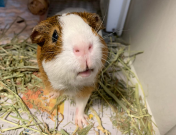 Brown and white guinea pig 