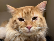 Orange long-haired cat named Cortez.