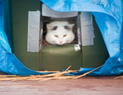 Outdoor cat in an insulated box.