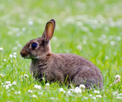 Image of small brown rabbit in grassy green field