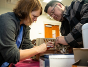 Cat getting a vaccine.