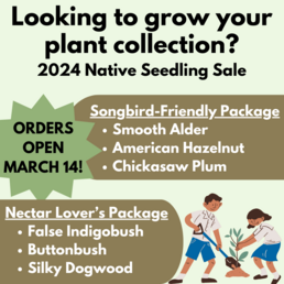 seedling sale graphic