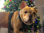 Joji in front of a Christmas tree