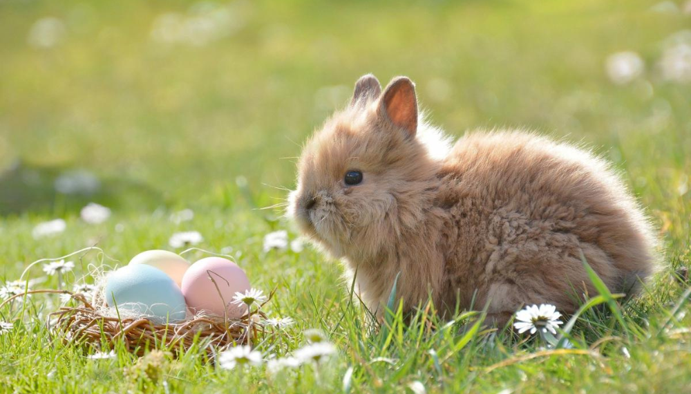 Image of baby bunny in grass with multicolored Easter Eggs