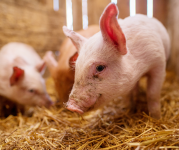 Image of a piglet in hay