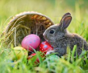 Image of a baby rabbit in grass with a basket filled with Easter eggs next to it