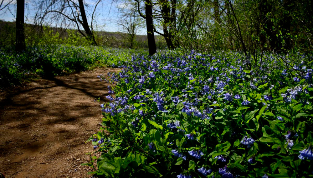 Image of bluebells at Riverbend Park