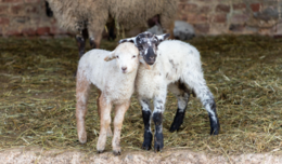Image of two lambs standing side by side, snuggling into one another
