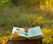 Image of an open book on a grass in the golden light of the sun setting