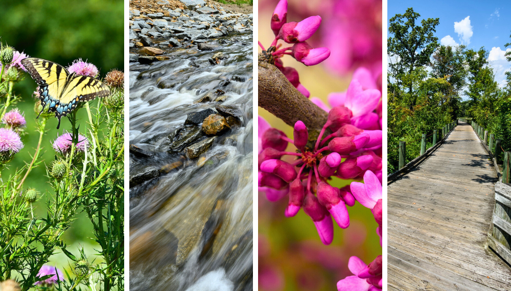 Images of Fairfax County included a yellow and black butterfly, a flowing river, close up image of purple buds and Huntley Meadows Park