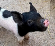 Image of a white and black piglet 