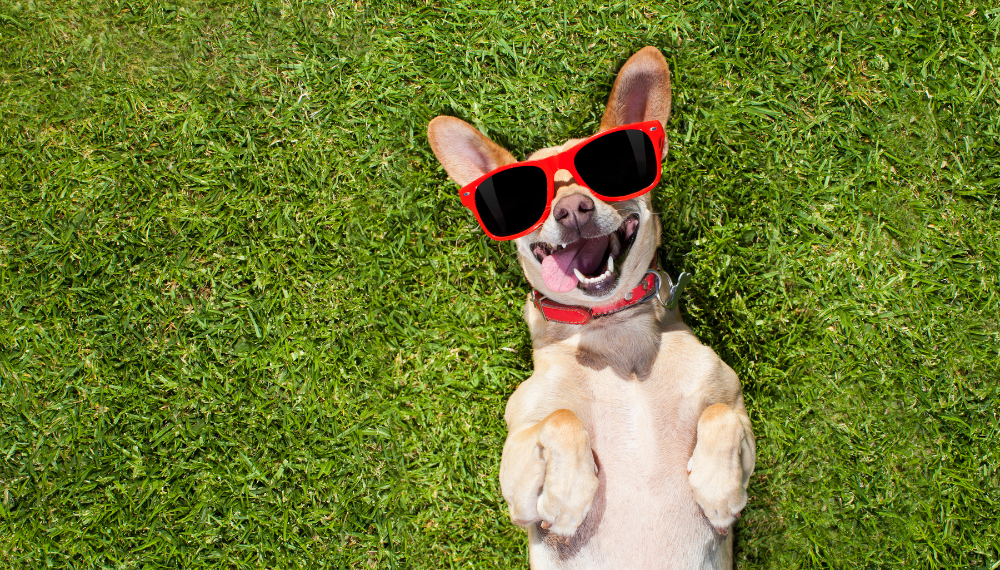 Image of a dog on its back on grass with its tonge out wearing red sunglasses
