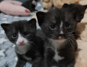 Two black and white kittens