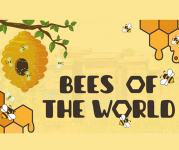 Graphic with the text "Bees of the World" with an imagery of a bee hive and bees