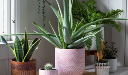 Image of house plants of different sizes in pots