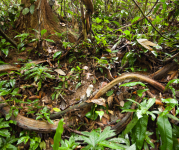Image of twisty green vines 