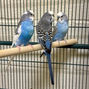 Three Blue and White Parakeets