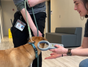 Scanning a Dog for a Microchip