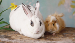 Image of a rabbit and guinea pig