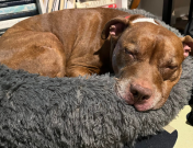 Cliff sleeping in a dog bed