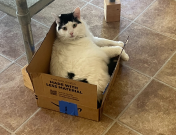 Nola in a box