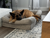 Sofie in a dog bed