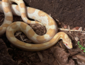 Yellow snake