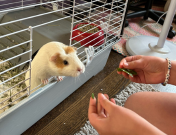 Brown guinea pig