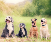 Image of different breeds of dogs sitting in a grassy field with their tongues out