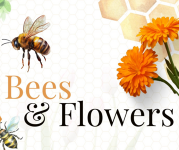 Graphic with the text "Bees & Flowers" with an image of a marigold in the top right corner and a bee on the left side