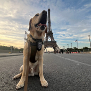 K9 in Paris