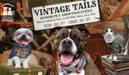 Vintage Tails. Senior Pet Adoption Event. Waved Adoption Fees on All Older Gems, a.k.a pets! Friday, July 26 - Sunday, July 28