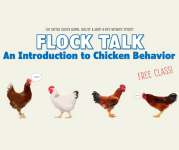 Flock Talk. Image of chickens and roosters