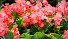 Image of pink begonias with green leaves