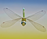Image of a green dragon fly with his wings open