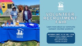 animal shetler volunteers