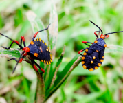 Image of two beetles on blades of grass