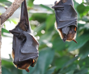 Image of bats hanging upside down on a tree branch.