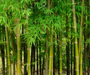 Image of bamboo.