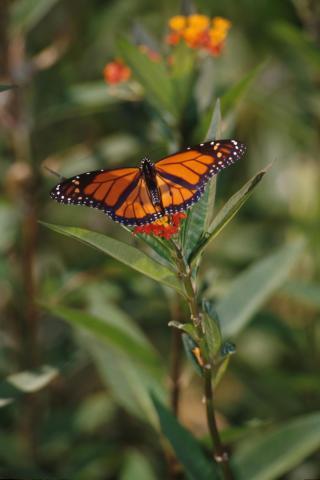 Monarch butterfly