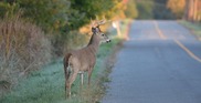 VDOT Deer