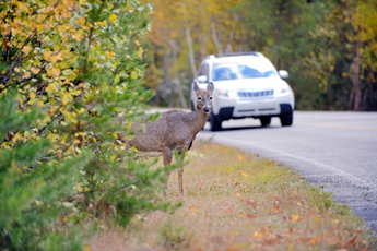 Fall is breeding season for deer and you can expect to see more of them on our roads. Stay safe this season.